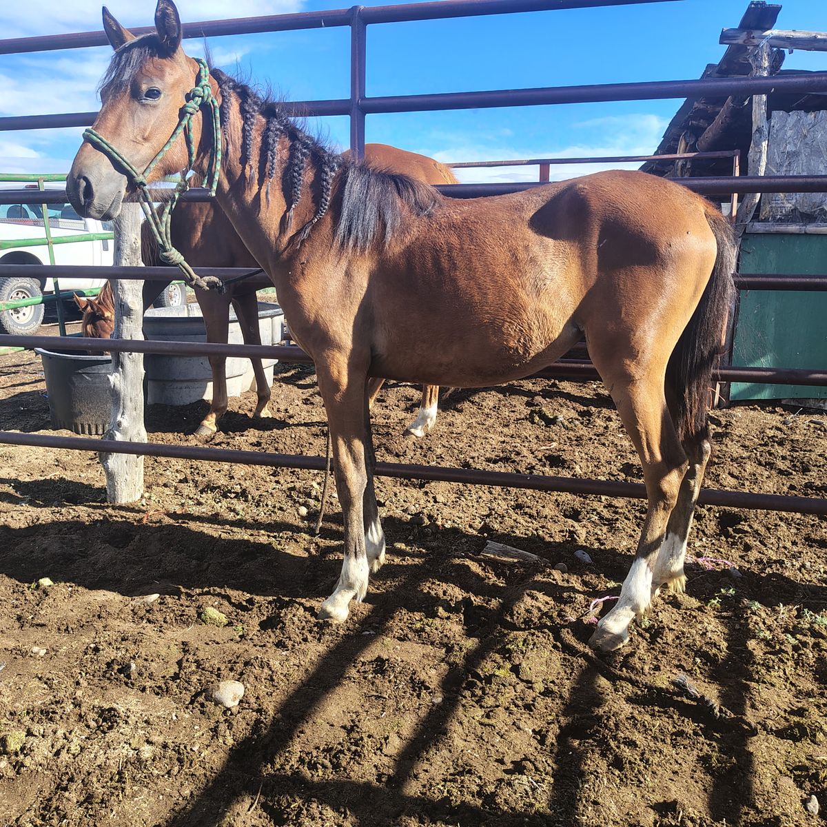 Pony mare