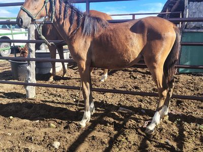 Pony mare