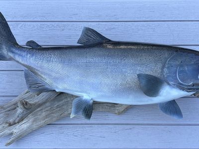 King Salmon Mount