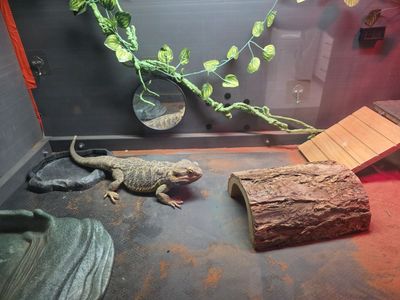 Bearded Dragon