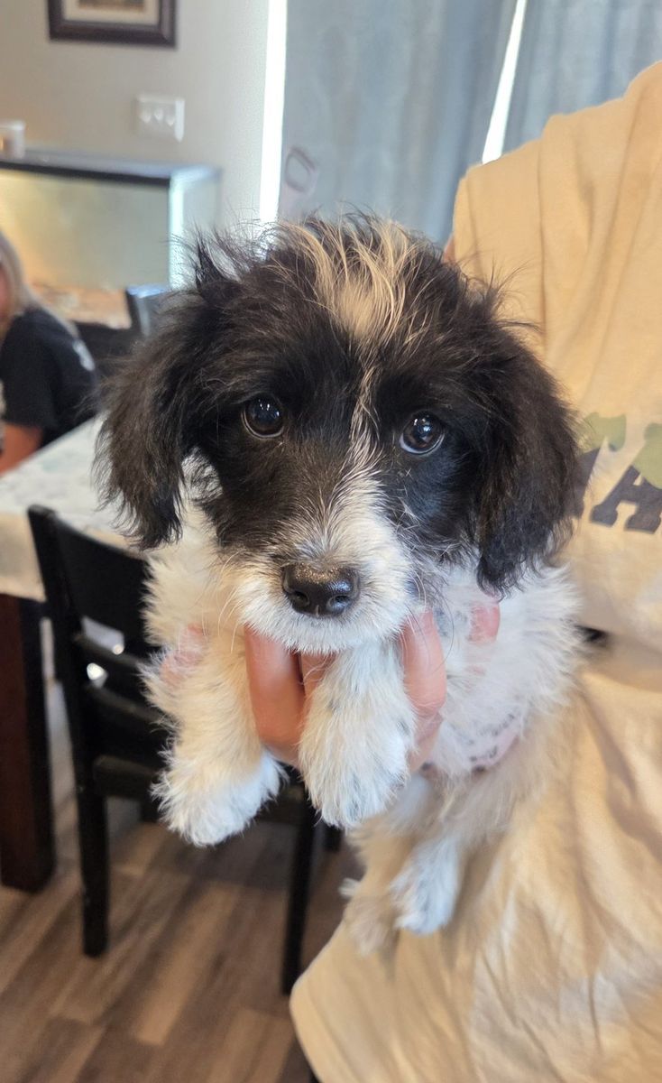 Adorable Toy Aussiedoodles