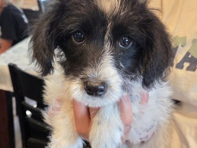 Adorable Toy Aussiedoodles