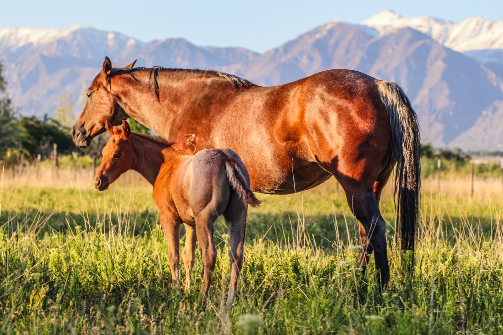 Farm land or pasture for lease 