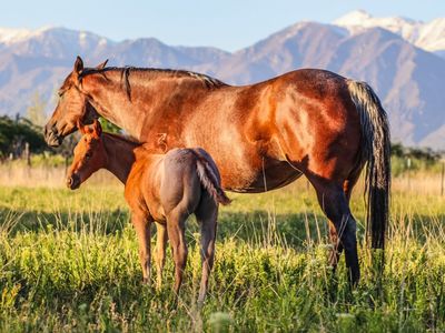 Farm land or pasture for lease