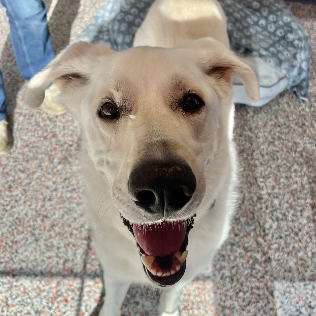 Hello my name is Pluto