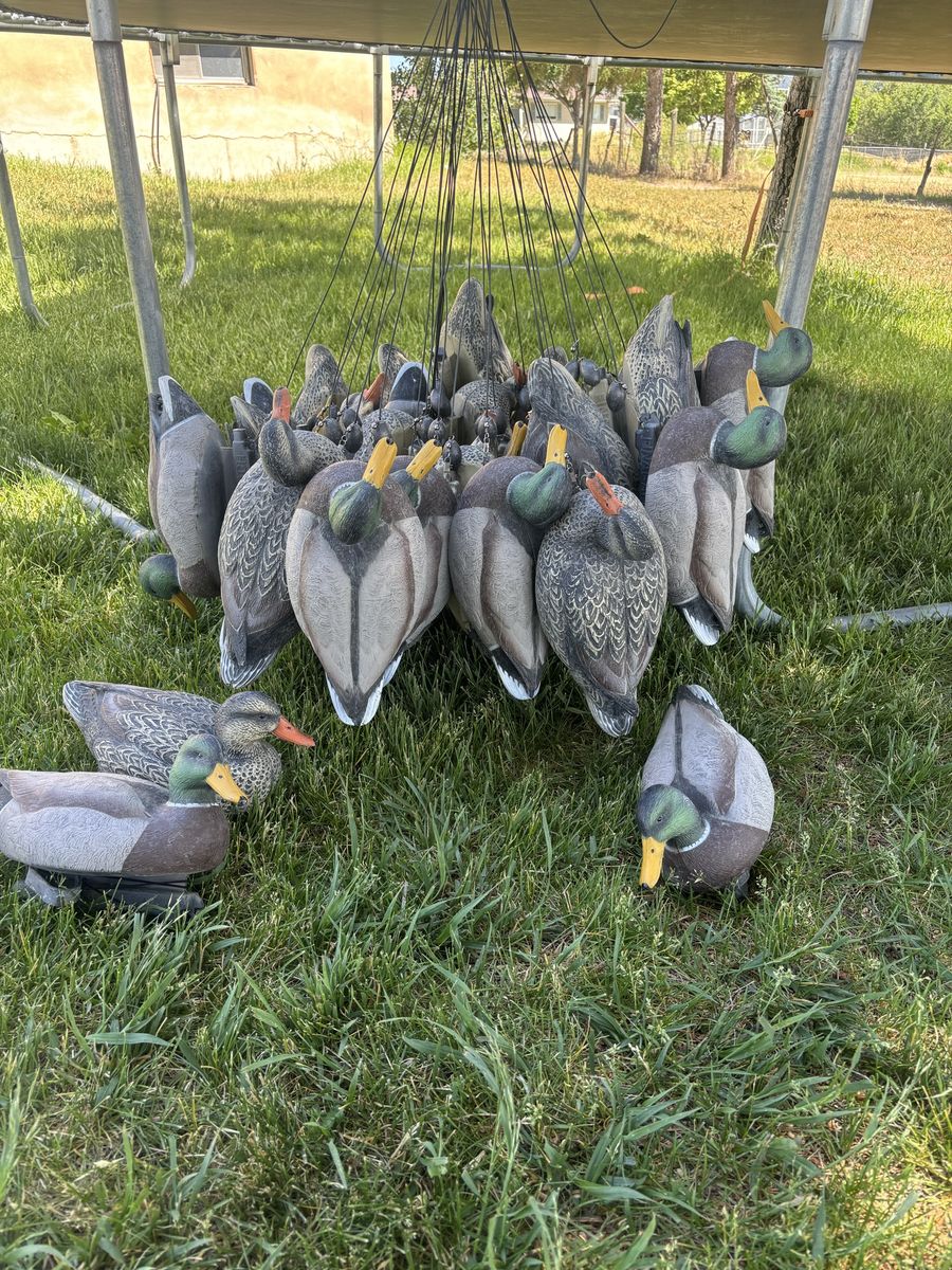 34 duck decoys