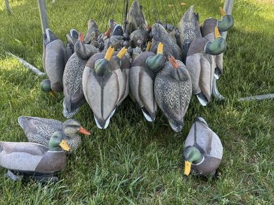 34 duck decoys