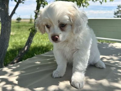 Shih Tzu -Poodle Puppy - 1 female 1 male