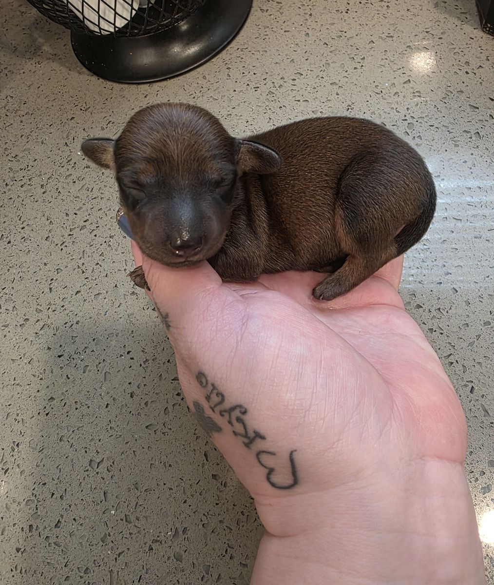 BOY MINI DACHSHUND
