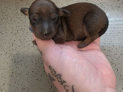 BOY MINI DACHSHUND