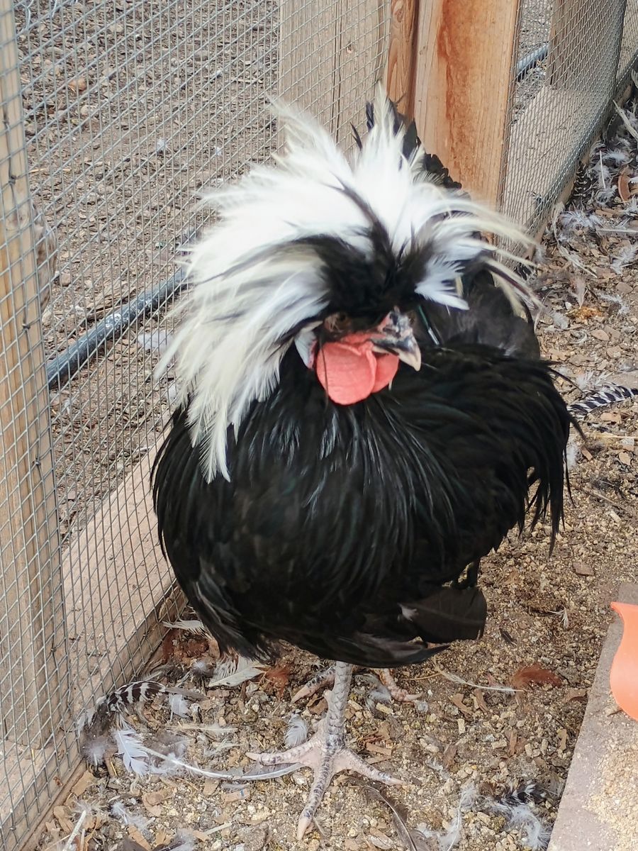 White Crested Black POLISH ROOSTER Chickens for Sale