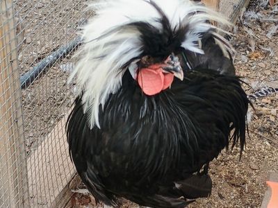 White Crested Black POLISH ROOSTER Chickens for Sale