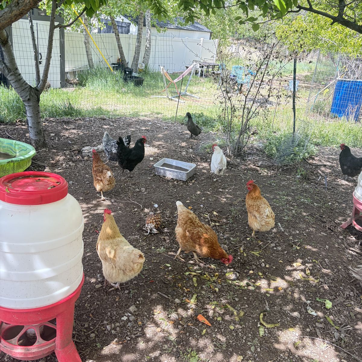 Laying hens