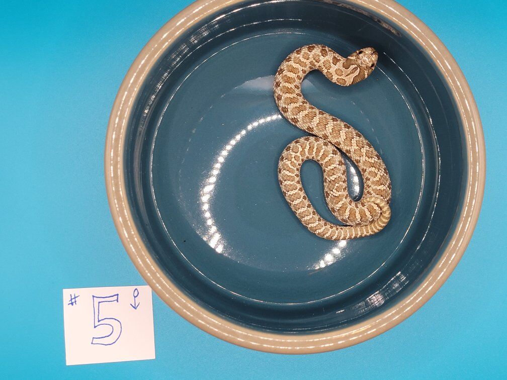 Western Hognose #5
