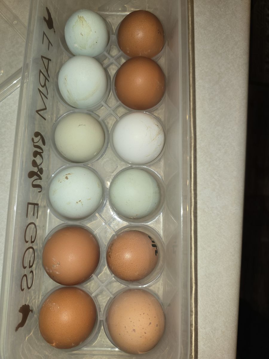 Fresh eggs