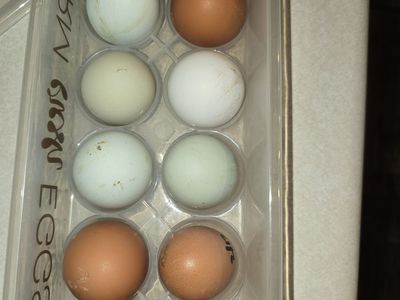 Fresh eggs