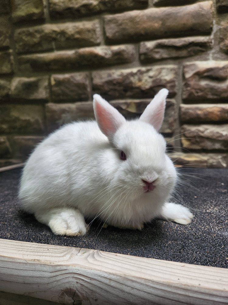 Cute Netherland Dwarf Buck – 12 Weeks Old