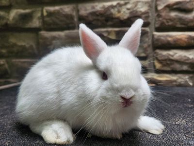 Cute Netherland Dwarf Buck – 12 Weeks Old