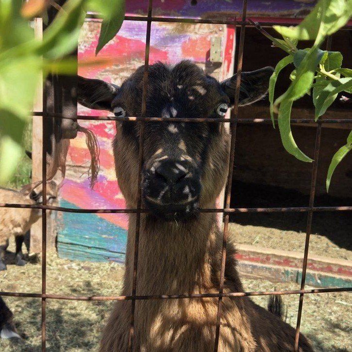 Blue-Eyed Nigerian Dwarf Milk Goats (Kids) American Goat Association