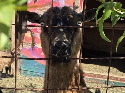 Blue-Eyed Nigerian Dwarf Milk Goats (Kids) American Goat Association