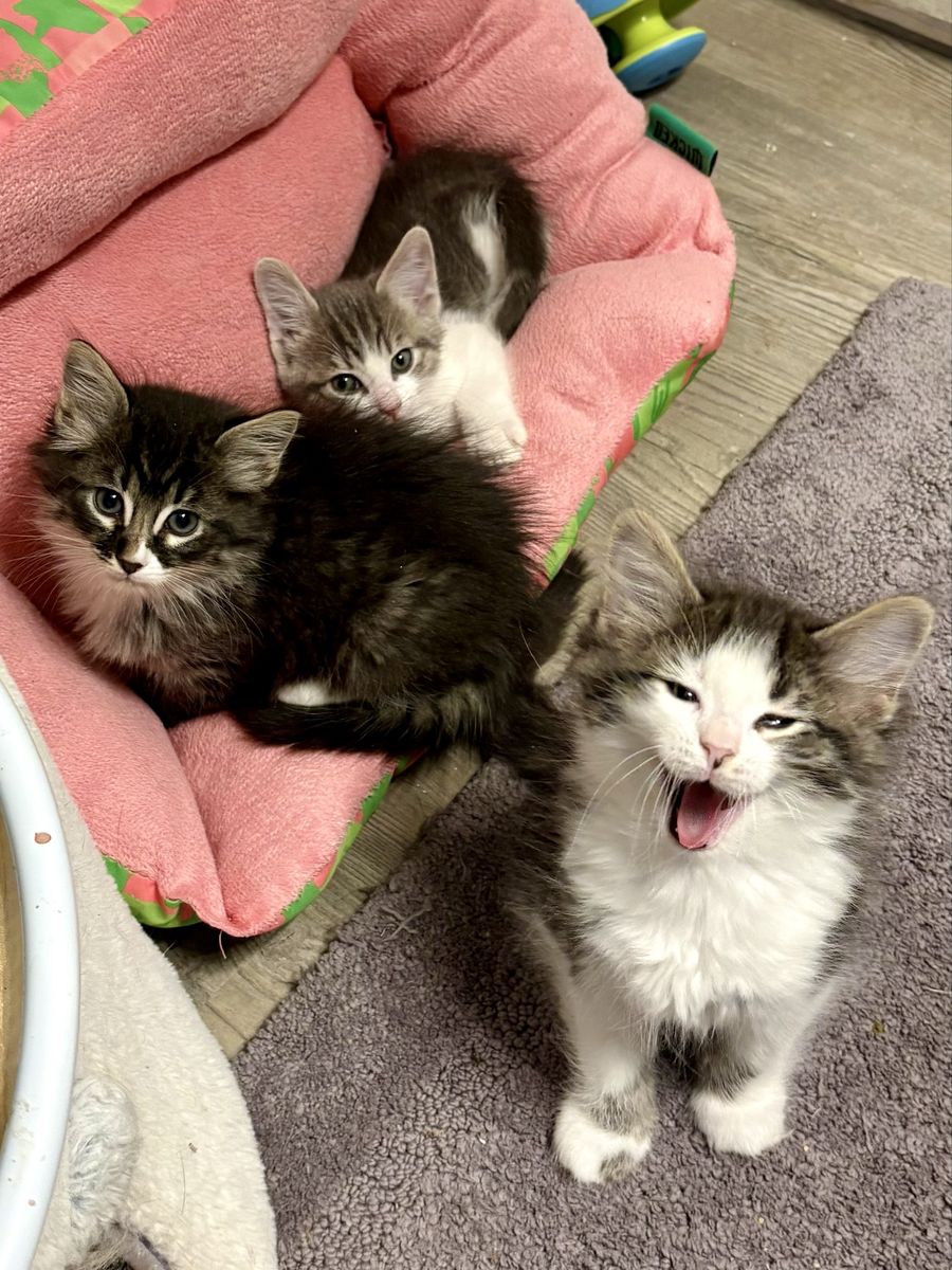 Fluffy & Sweet Ragdoll Mix Kittens
