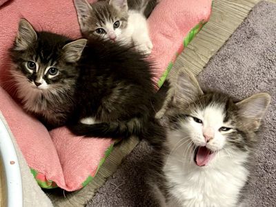 Fluffy & Sweet Ragdoll Mix Kittens