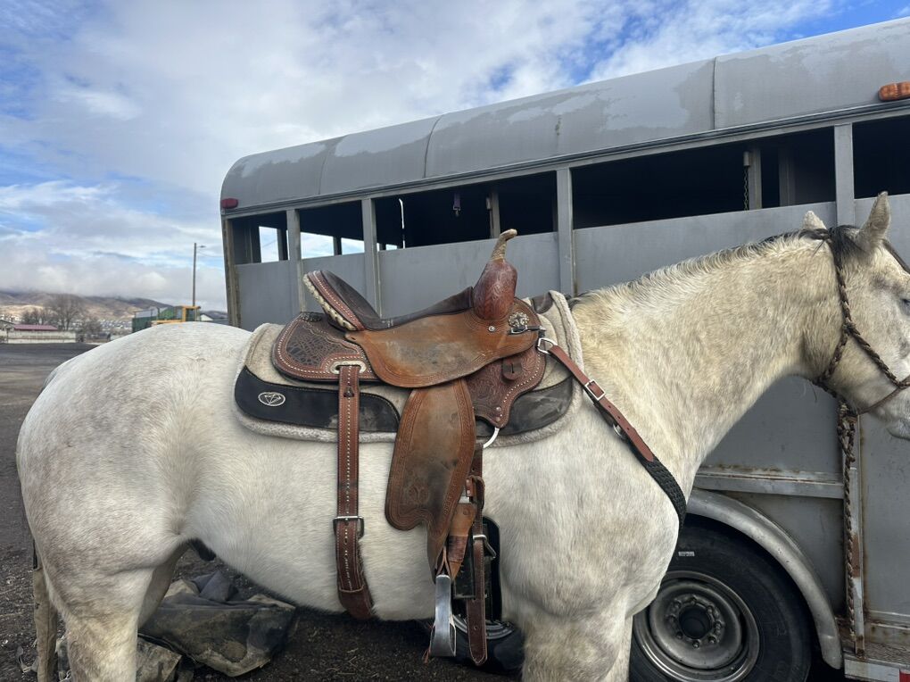 Circle Y 15” Barrel Saddle for Sale