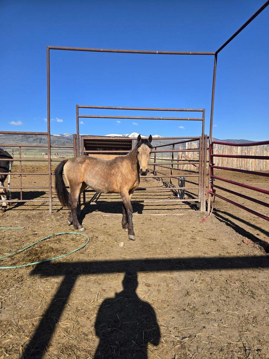 2yr Buckskin filly