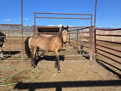 2yr Buckskin filly