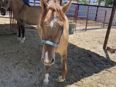 Dun Mare For Sale