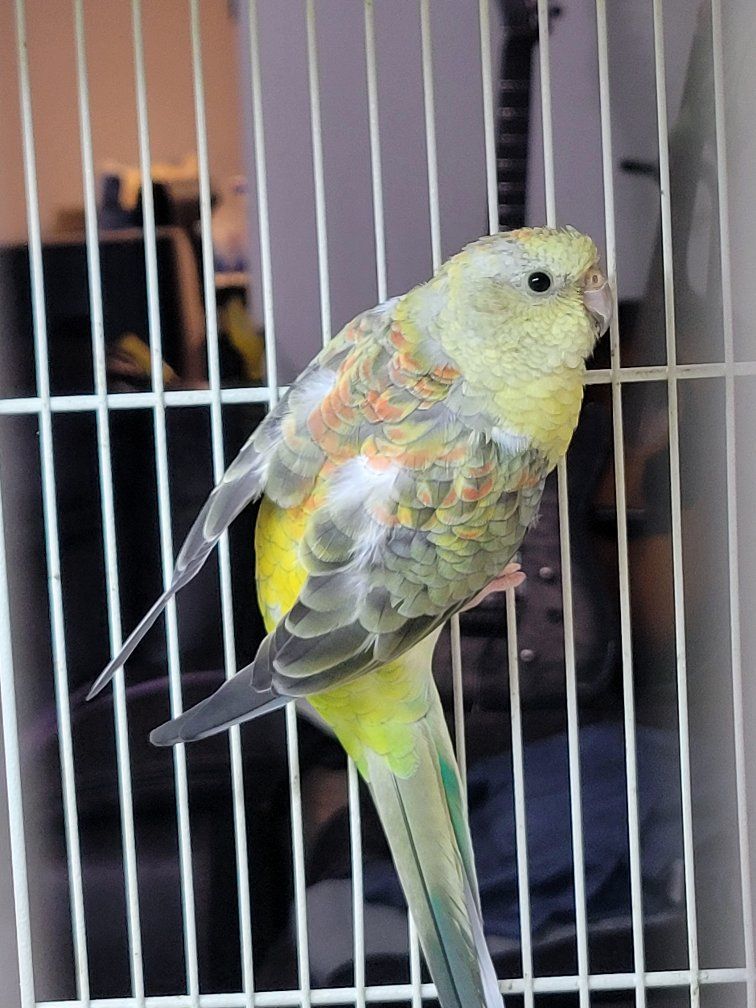 birds