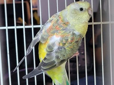 birds
