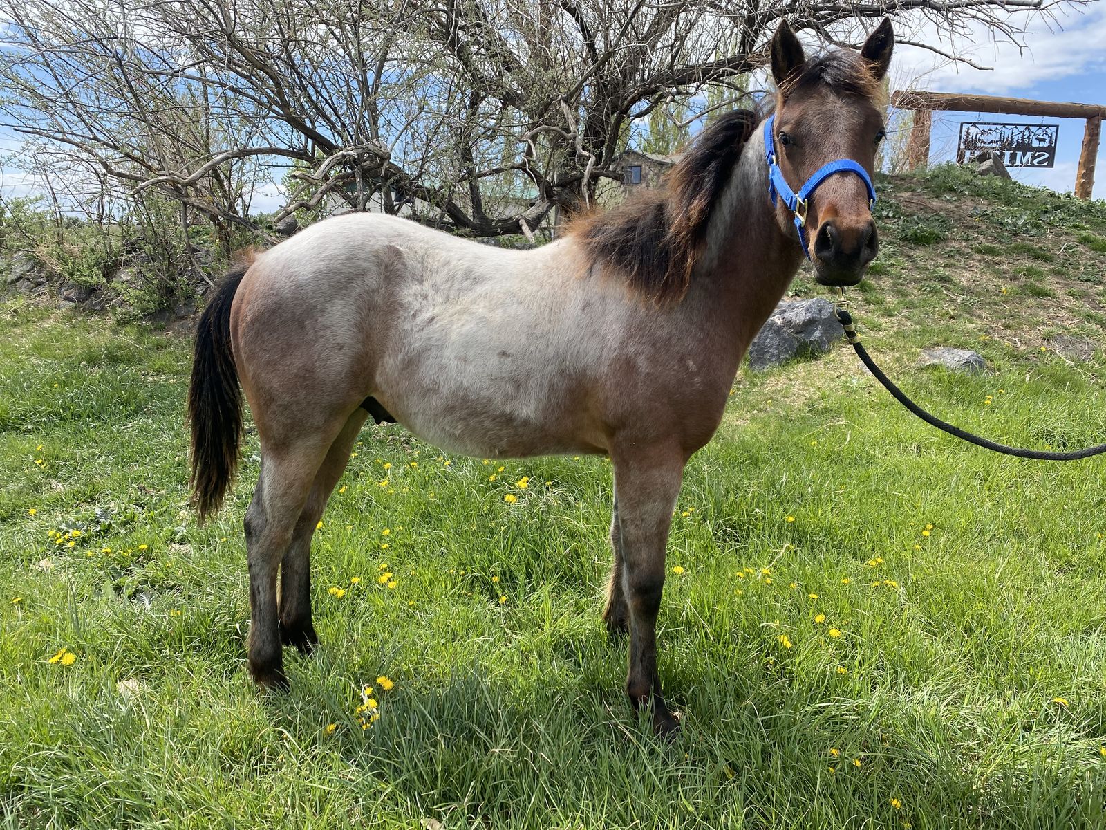 AQHA Registered Bay Roan Stud Colt