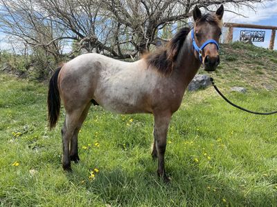 AQHA Registered Bay Roan Stud Colt