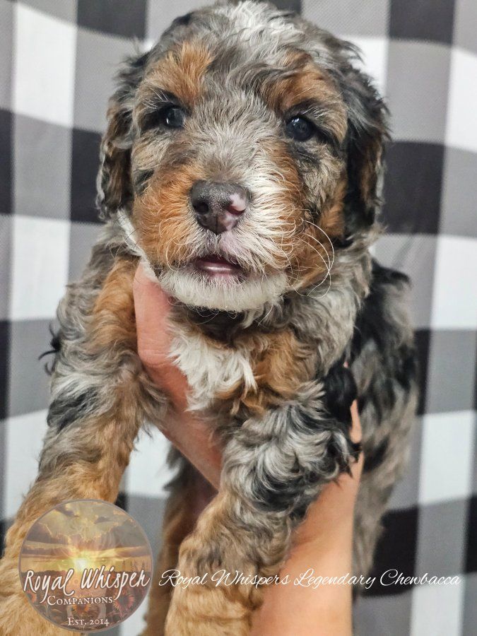 Mulitgen Mini Bernedoodles