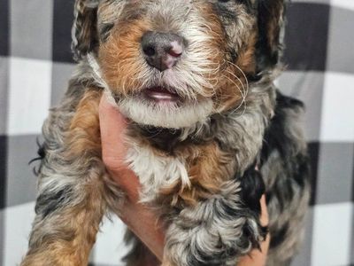 Mulitgen Mini Bernedoodles