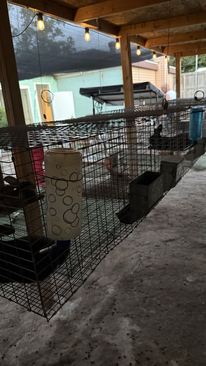 Rabbits and Cages + Supplies