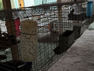 Rabbits and Cages + Supplies