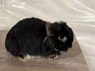 Purebred Proven Holland Lop Doe