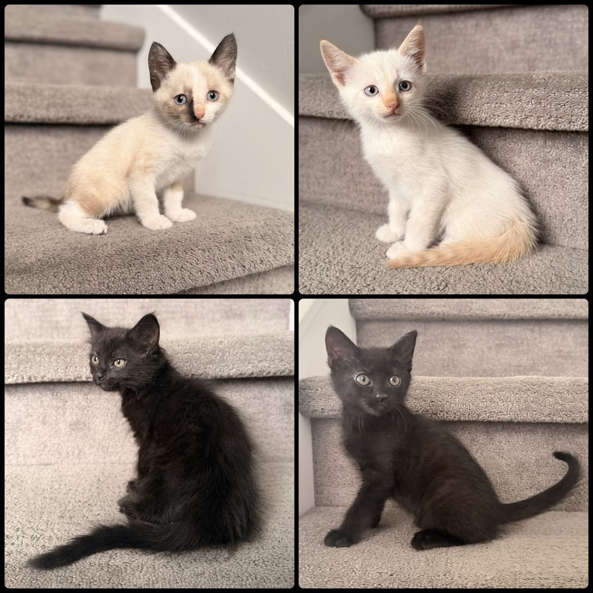 Vaccinated 8 Week Kittens