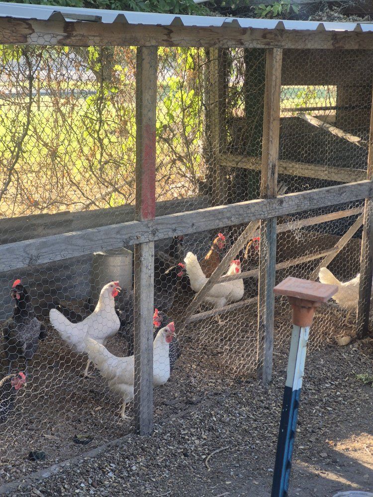 12 pullets just started laying 
