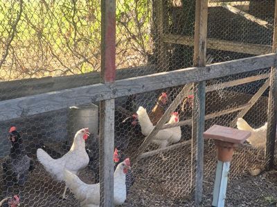 12 pullets just started laying
