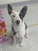 A164294 Dottie McBoop, Available for Adoption