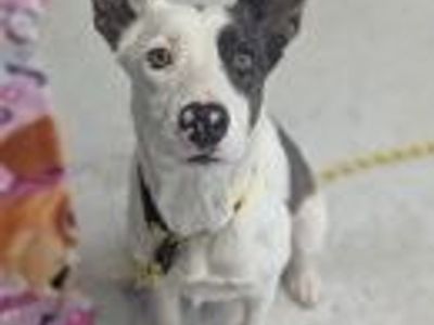 A164294 Dottie McBoop, Available for Adoption