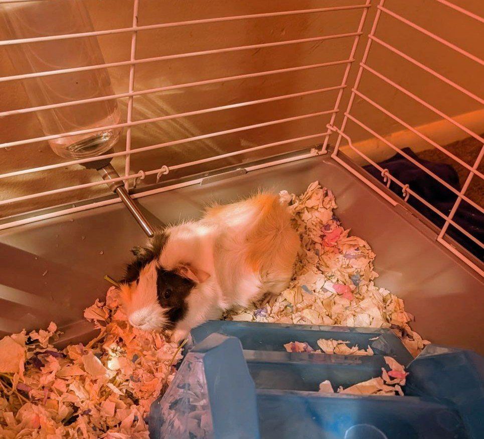 Guinea Pigs