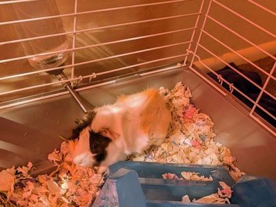 Guinea Pigs