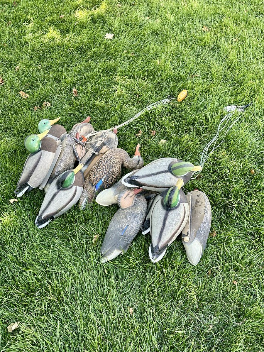 12 ea. “Hot Buy” mallard decoys + one of different brand, 13 total.