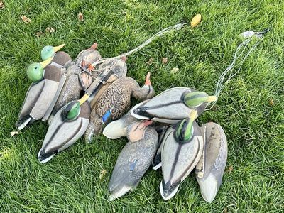 12 ea. “Hot Buy” mallard decoys + one of different brand, 13 total.