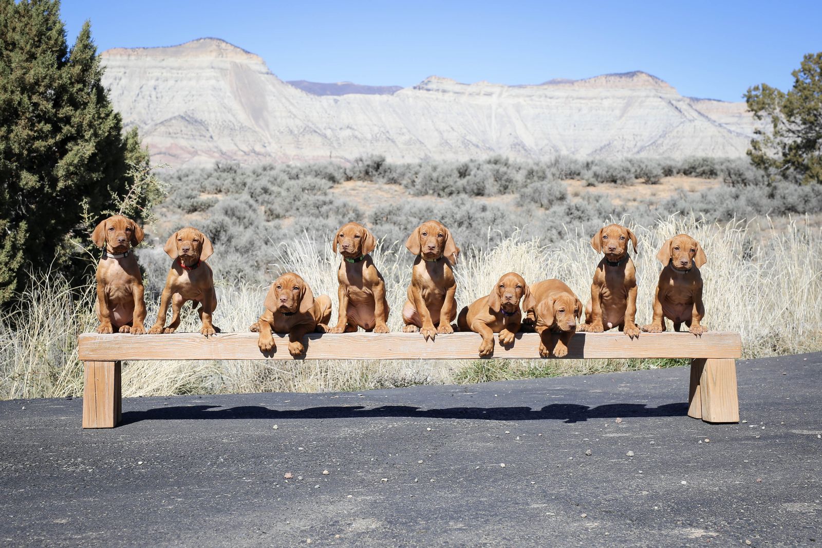 Purebred Vizsla Puppies (7 Weeks)