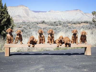 Purebred Vizsla Puppies (7 Weeks)